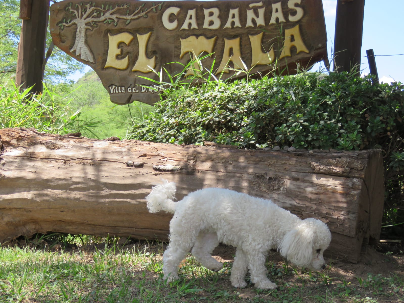 Espacios Pet Friendly
